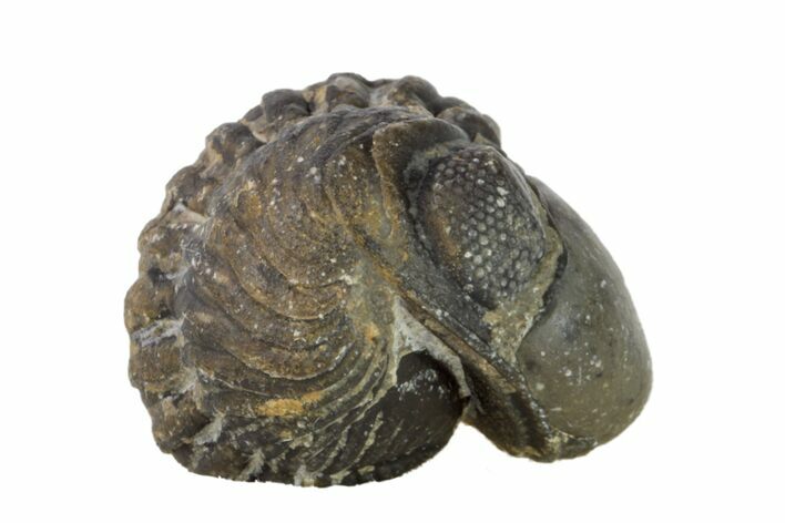 Bargain, Wide, Enrolled Austerops Trilobite - Morocco #156998